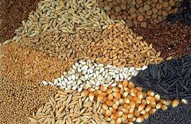 Projecte Llavors i Fruiters Oblidats