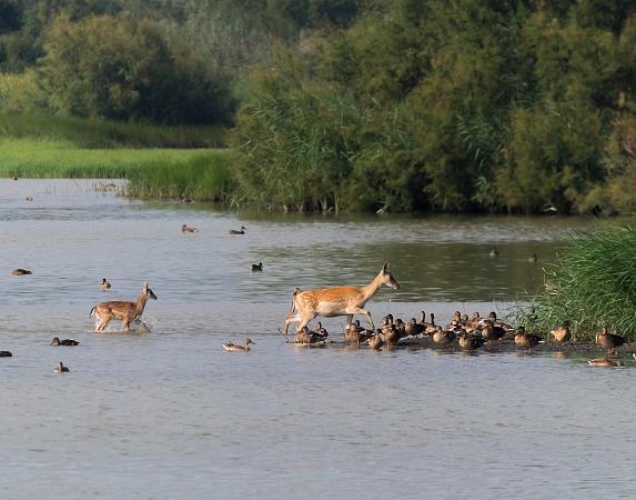 Parc Naturel des Marais de l'Empordà